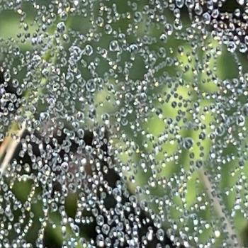 Dewy web